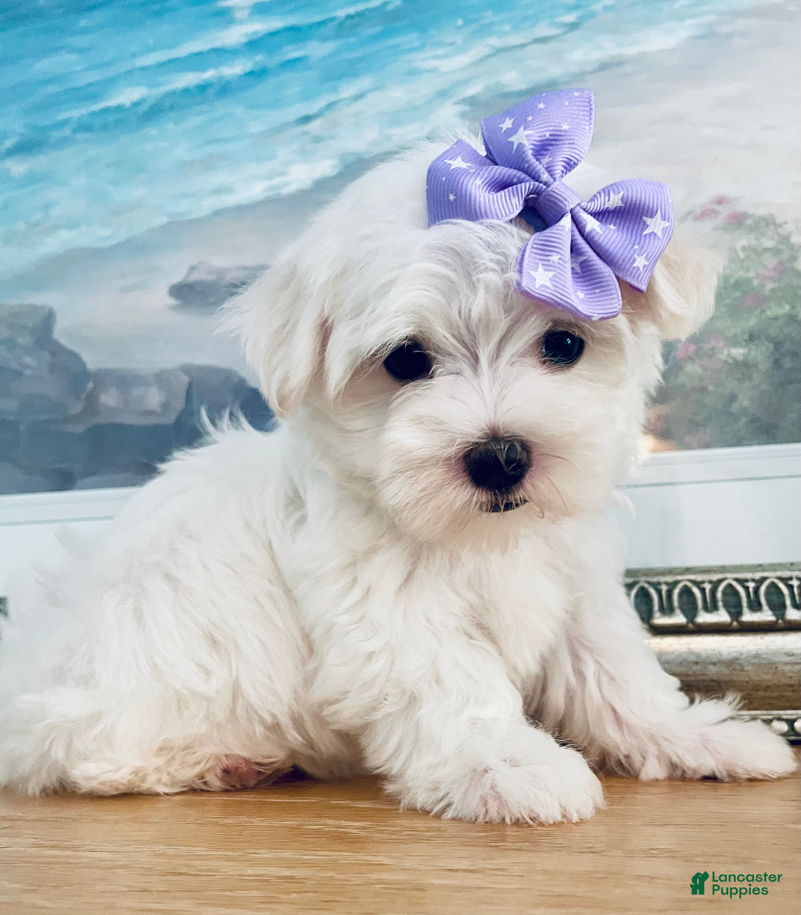 Maltese dogs Teacup Annie - Ad 1