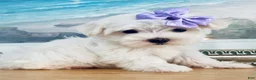 Maltese dogs for sale: Teacup Annie - Ad 1