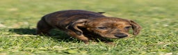 Dachshund dogs for sale: Cooper - Ad 4
