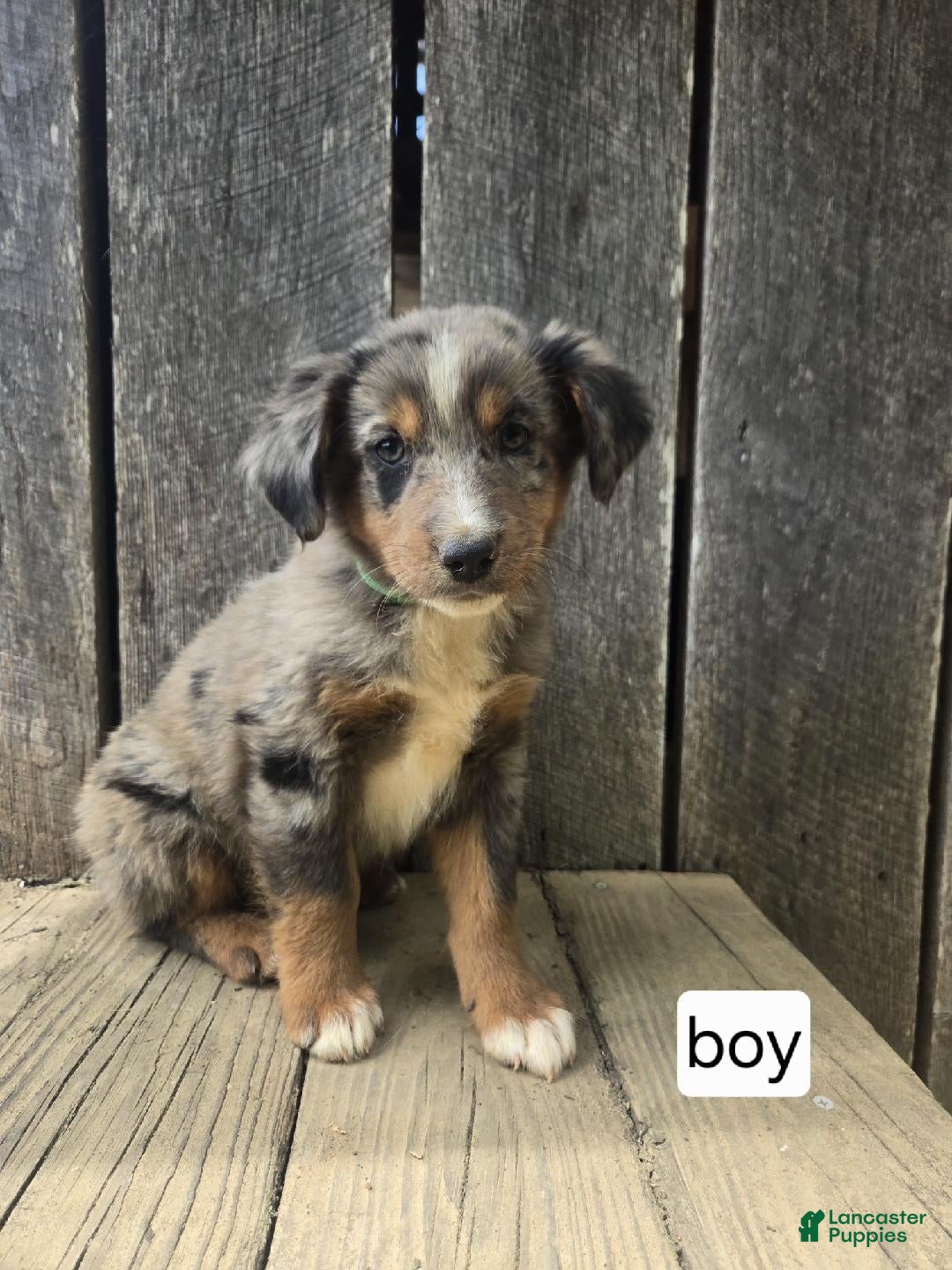 Australian Shepherd dogs Australian Shepherd Puppy 3 - Ad 41