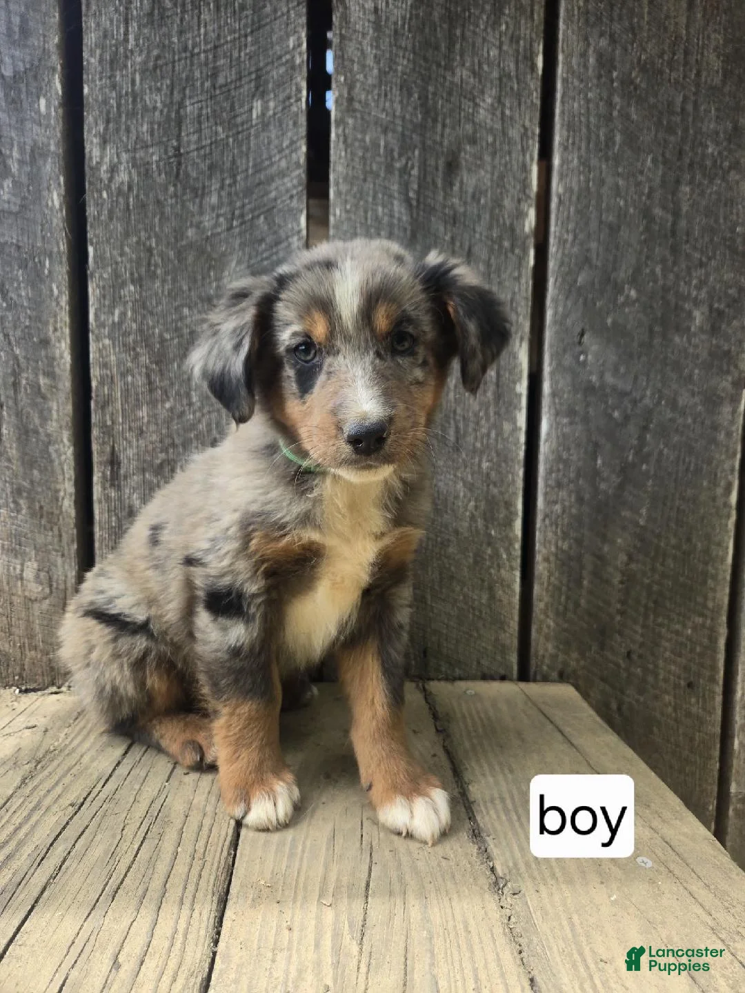 Australian Shepherd dogs for sale: Australian Shepherd Puppy 3 - Ad 1