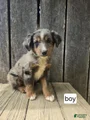 Australian Shepherd Puppy 3