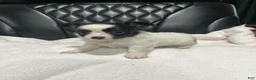 Chihuahua dogs for sale: Chihuahua 1 Male CKC registered  - Ad 3