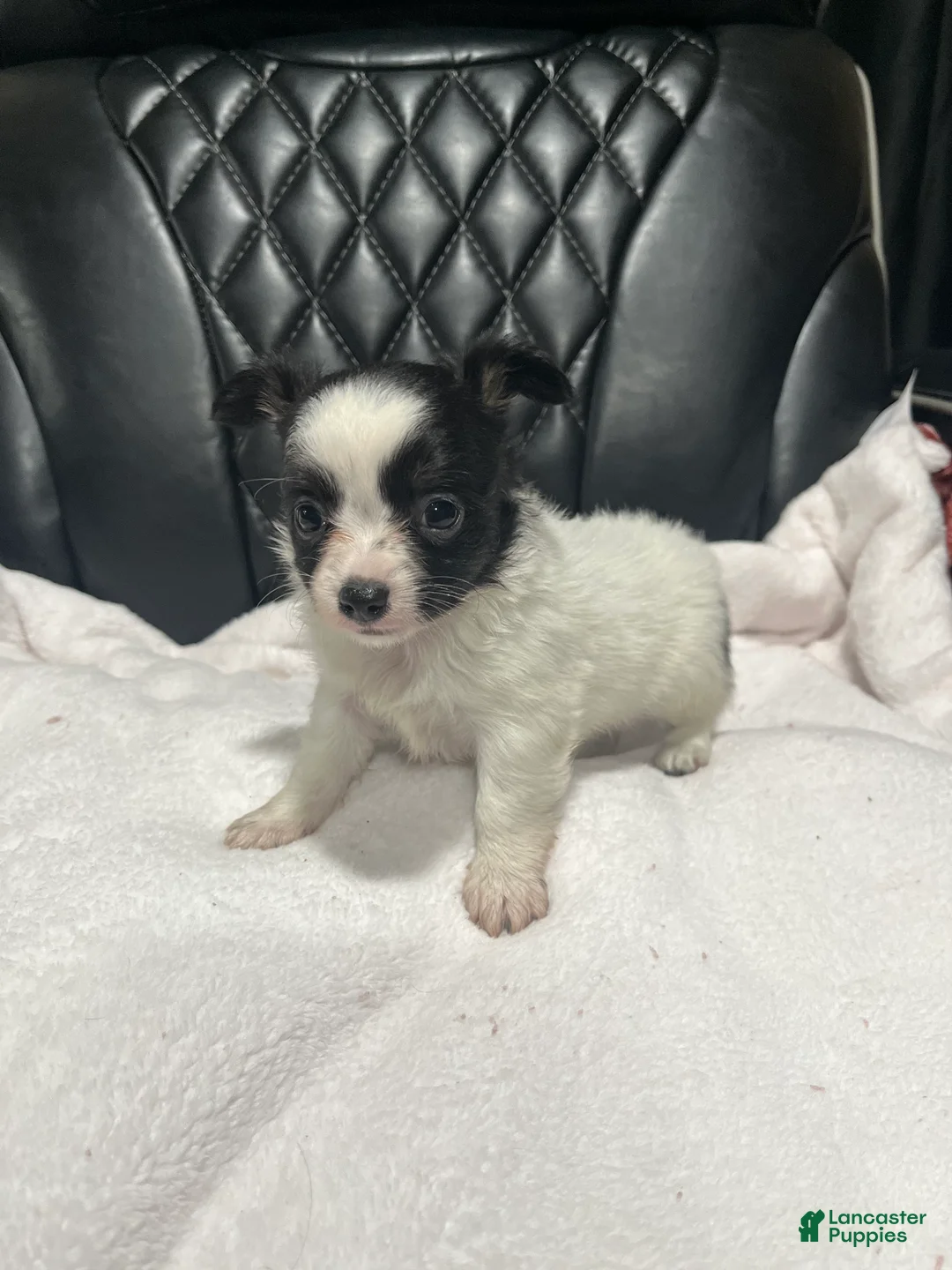 Chihuahua dogs for sale: Chihuahua 1 Male CKC registered  - Ad 3