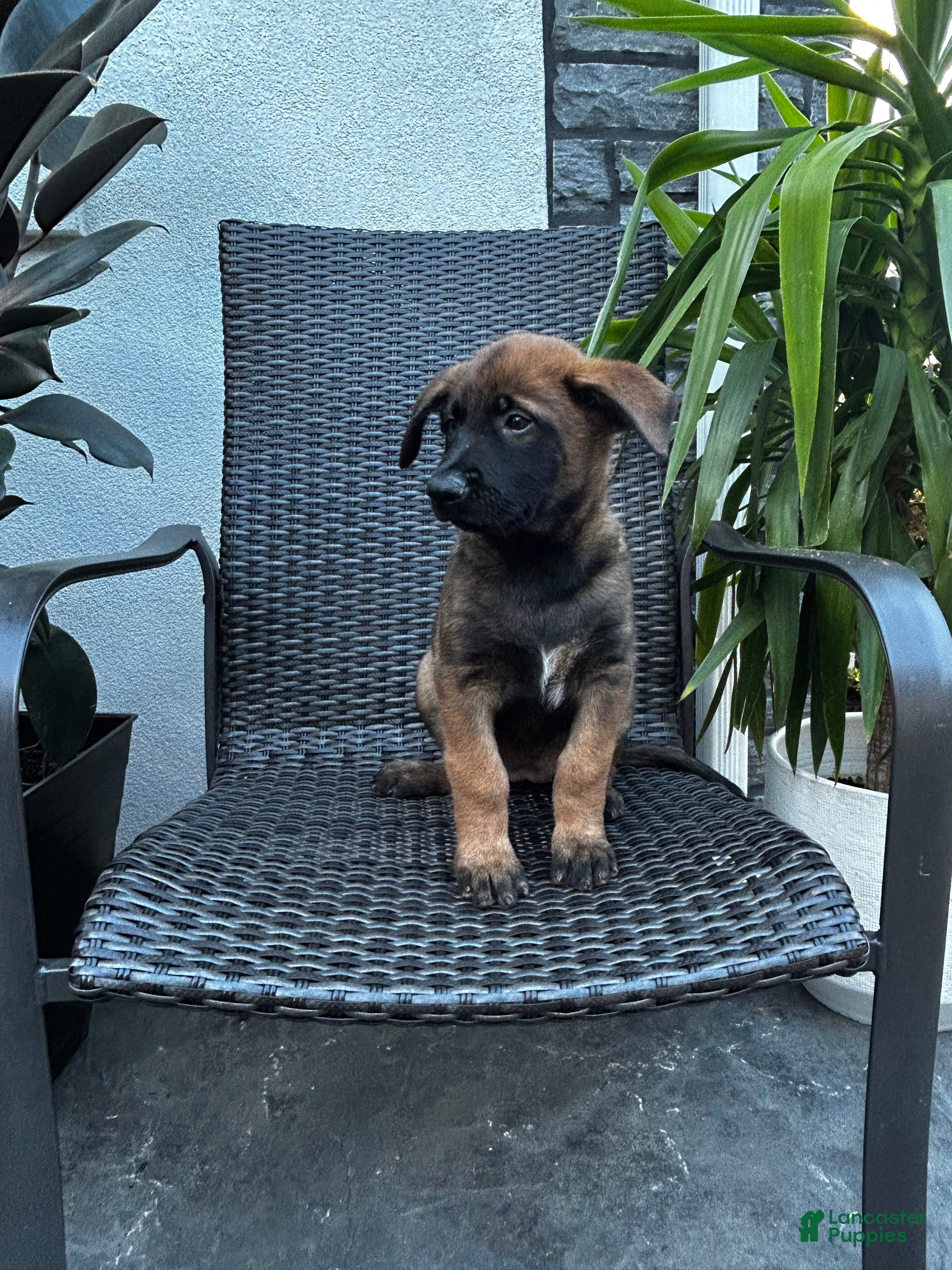 Belgian Malinois dogs Corina - Ad 1