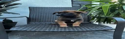 Belgian Malinois dogs for sale: Corina - Ad 1