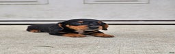 Miniature Dachshund dogs for sale: Rosie - Ad 5