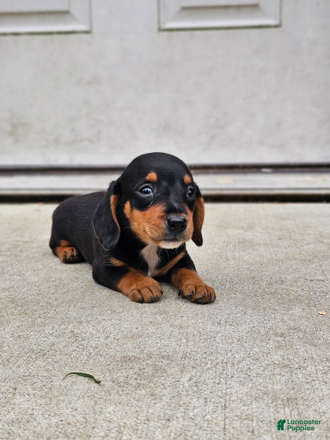 Miniature Dachshund dogs for sale: Rosie - Ad 5