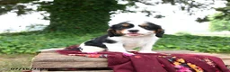 Cavalier King Charles Spaniel dogs for sale: Gatsby - Ad 1