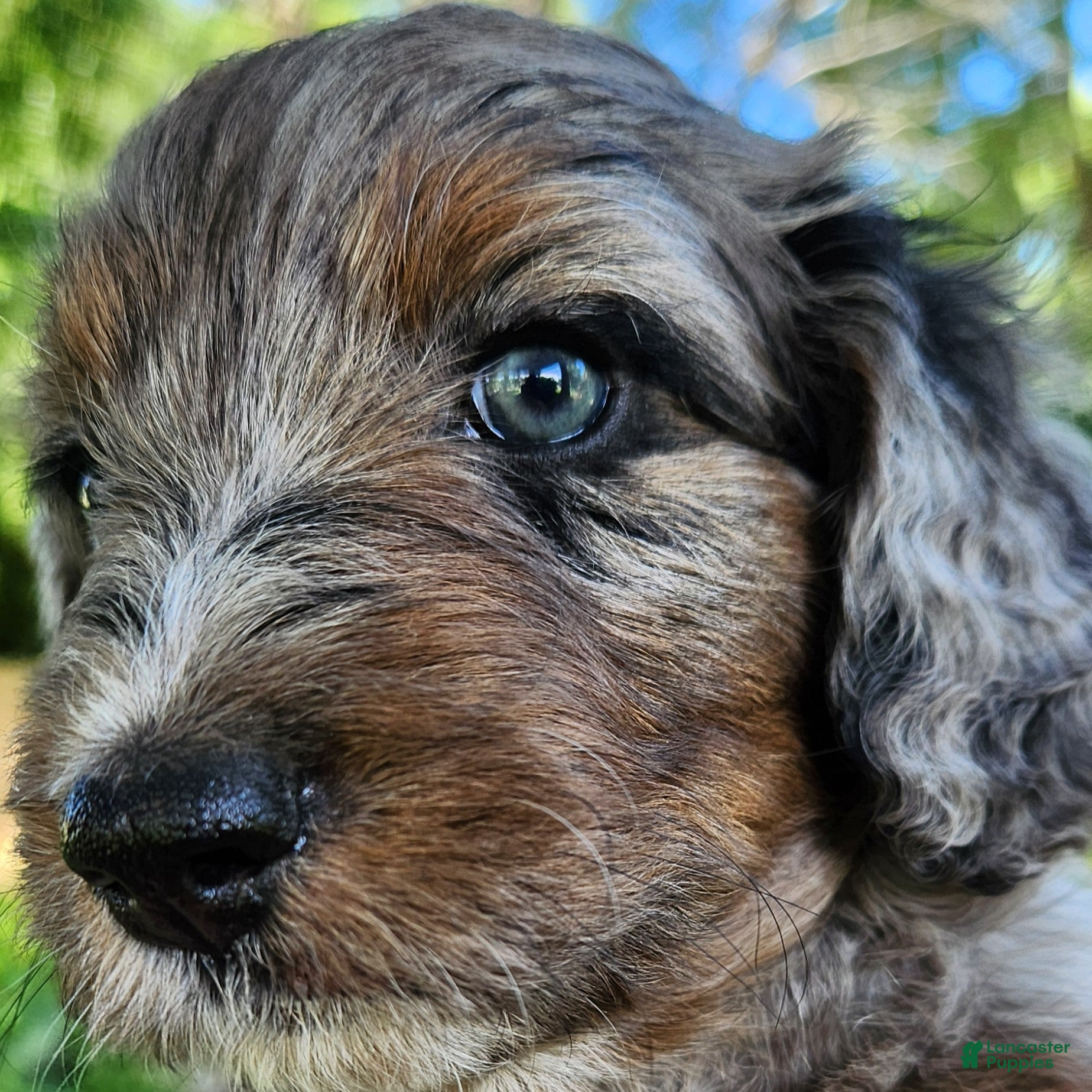Mini Aussiedoodle dogs Daisy - Female - Blue Merle - Ad 2