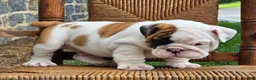 English Bulldog dogs for sale: Bowie - Ad 7