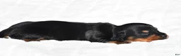 Miniature Dachshund dogs for sale: Howard - Ad 8