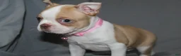 Boston Terrier dogs for sale: Luna - Ad 2