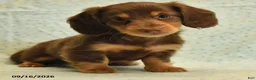 Dachshund dogs for sale: Sandy - Ad 2
