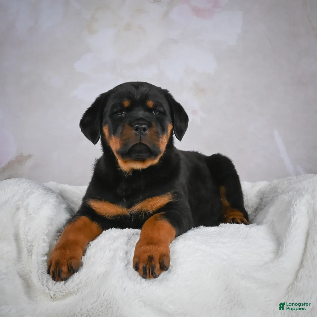 Rottweiler dogs for sale: Princess - Ad 1