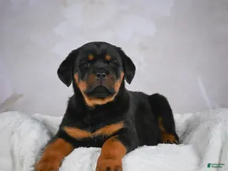 Rottweiler dogs Princess - Ad 15