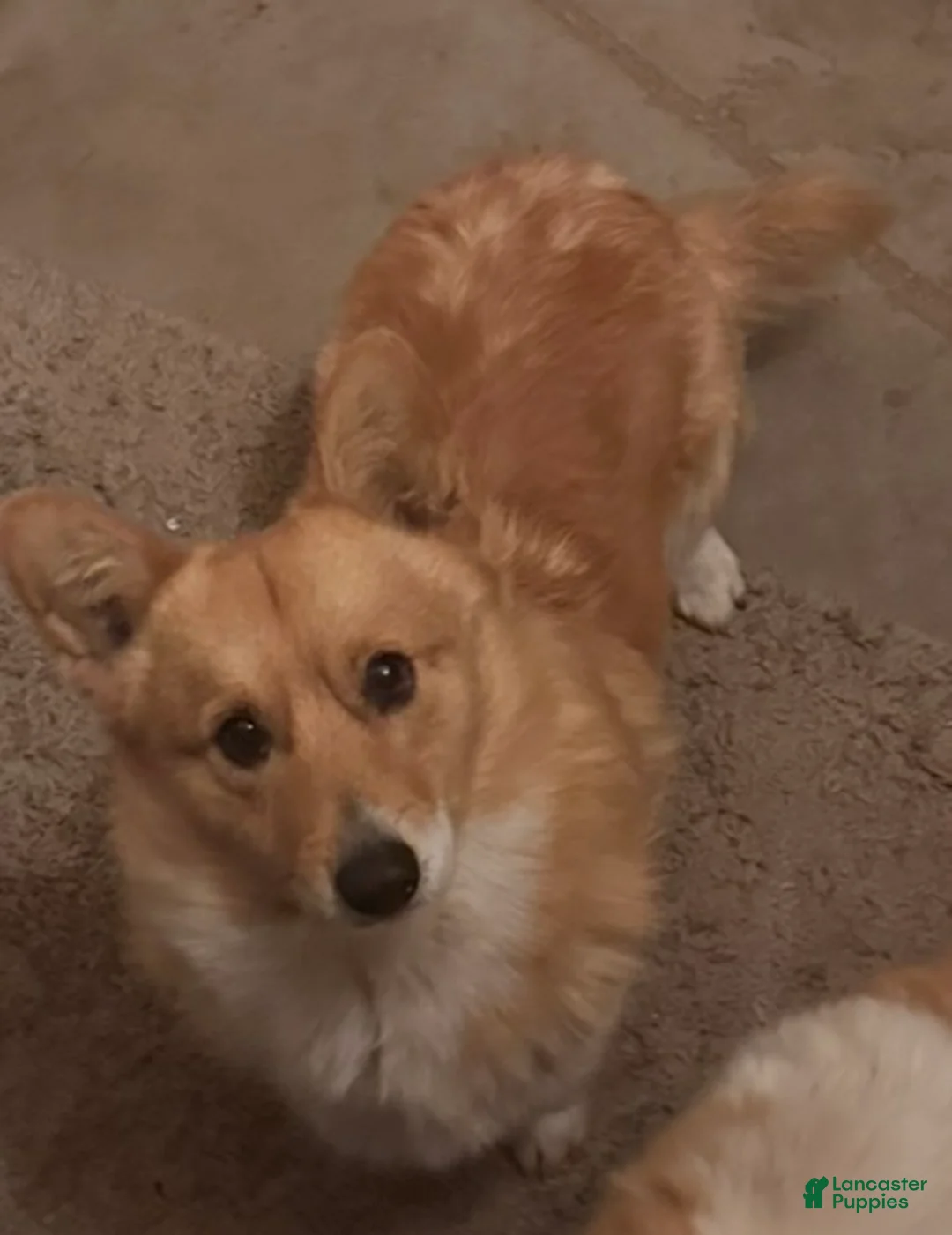 Welsh Corgi Pembroke dogs for sale: Pembroke welsh corgi - Ad 2