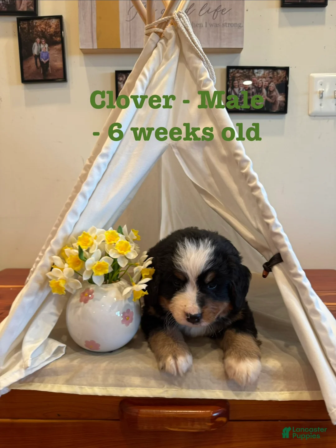 Bernese Mountain Dog dogs for sale: Clover  - Ad 2