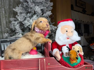 Miniature Dachshund dogs Akc POL PRA CLEAR CH RUSSIAN - Ad 3