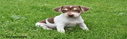 Jack Russell Terrier dogs for sale: Mocha - Ad 3