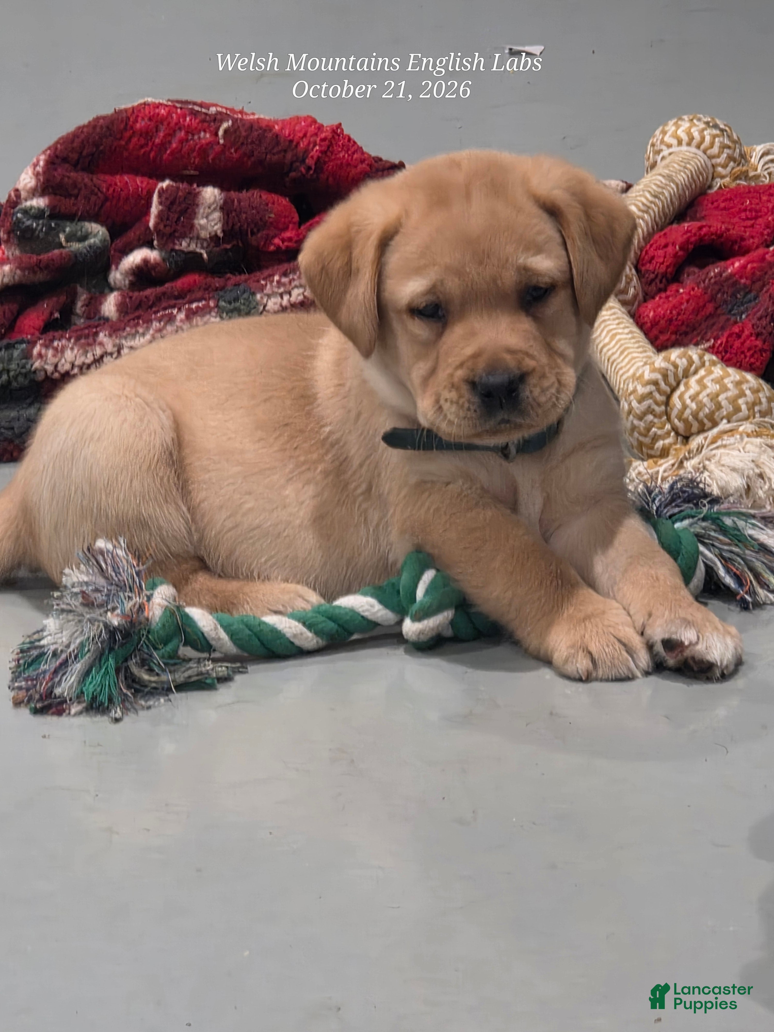Labrador Retriever dogs Finn - Ad 1