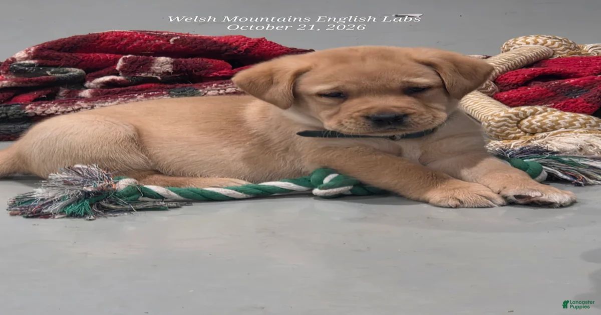 Labrador Retriever Puppies for sale in Pennsylvania | Lancaster Puppies