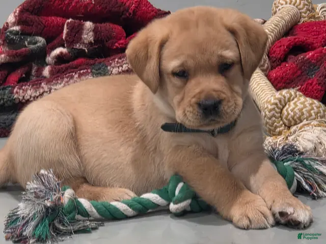 Labrador Retriever dogs for sale: Finn - Ad 1