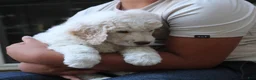 Standard Poodle dogs for sale: Canyon AKC Standard Poodle  - Ad 9