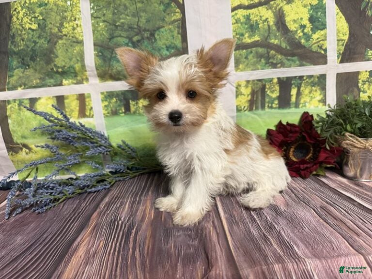 Brock (Yorkshire Terrier, Male) in Brighton, MO