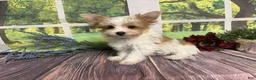 Yorkshire Terrier dogs for sale: Brock - Ad 1