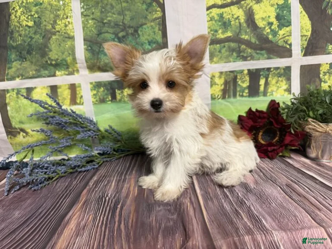 Yorkshire Terrier dogs for sale: Brock - Ad 1