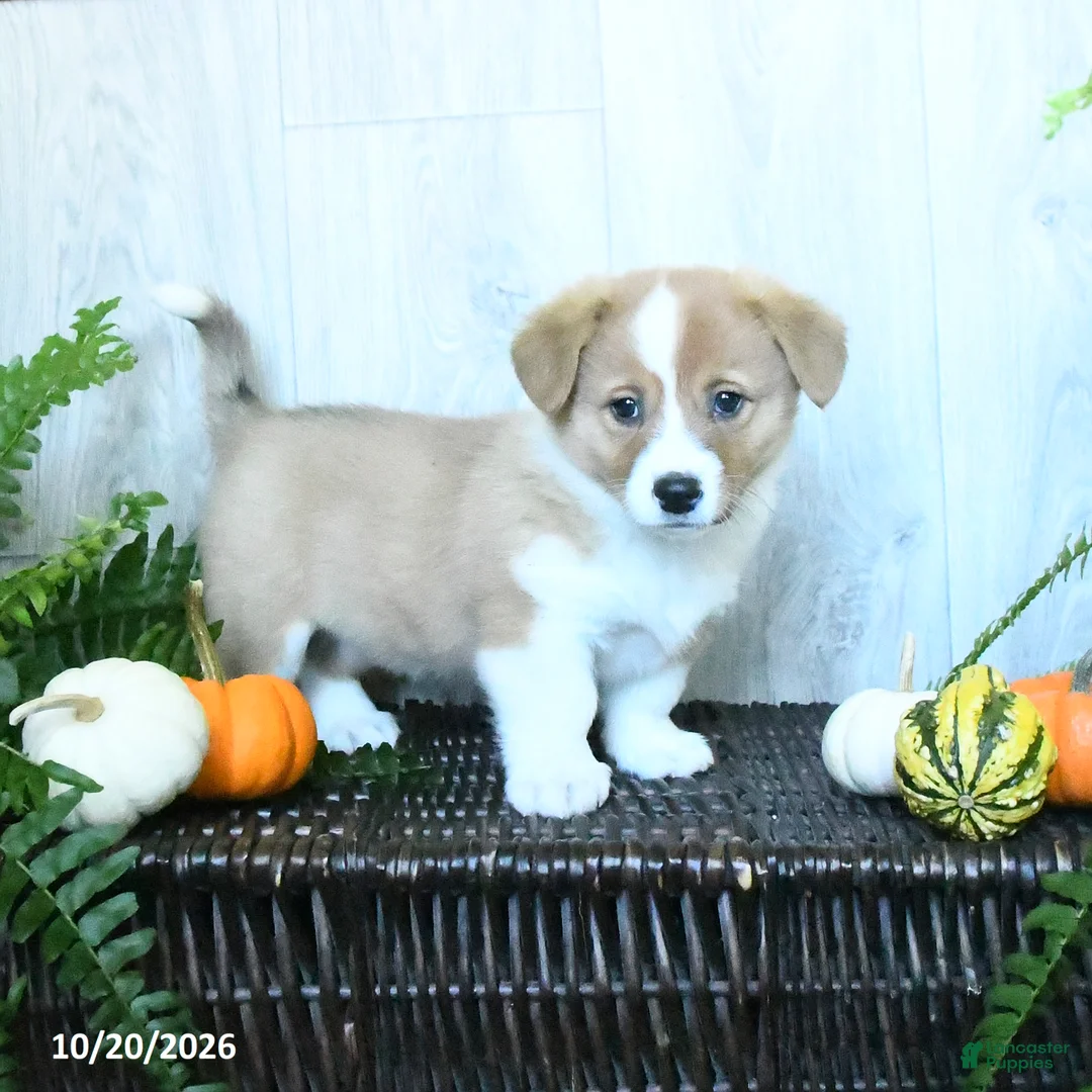 Welsh Corgi Pembroke dogs for sale: Kayla - Ad 1