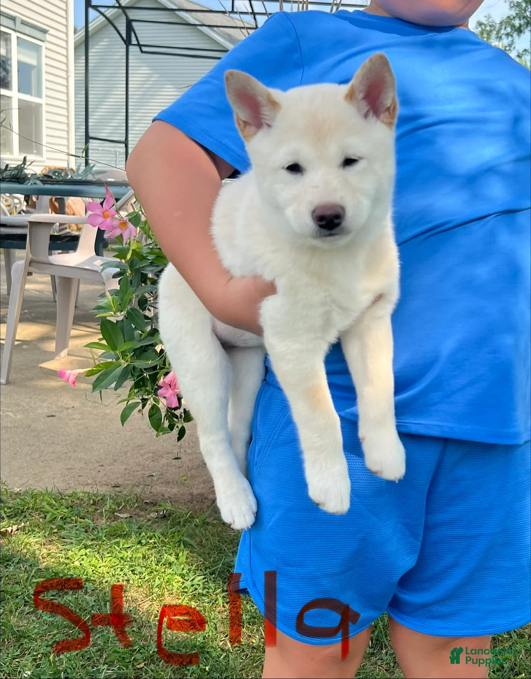 Shiba Inu dogs for sale: Stella - Ad 2