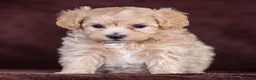 Maltipoo dogs for sale: Skye Maltipoo Puppy  - Ad 3