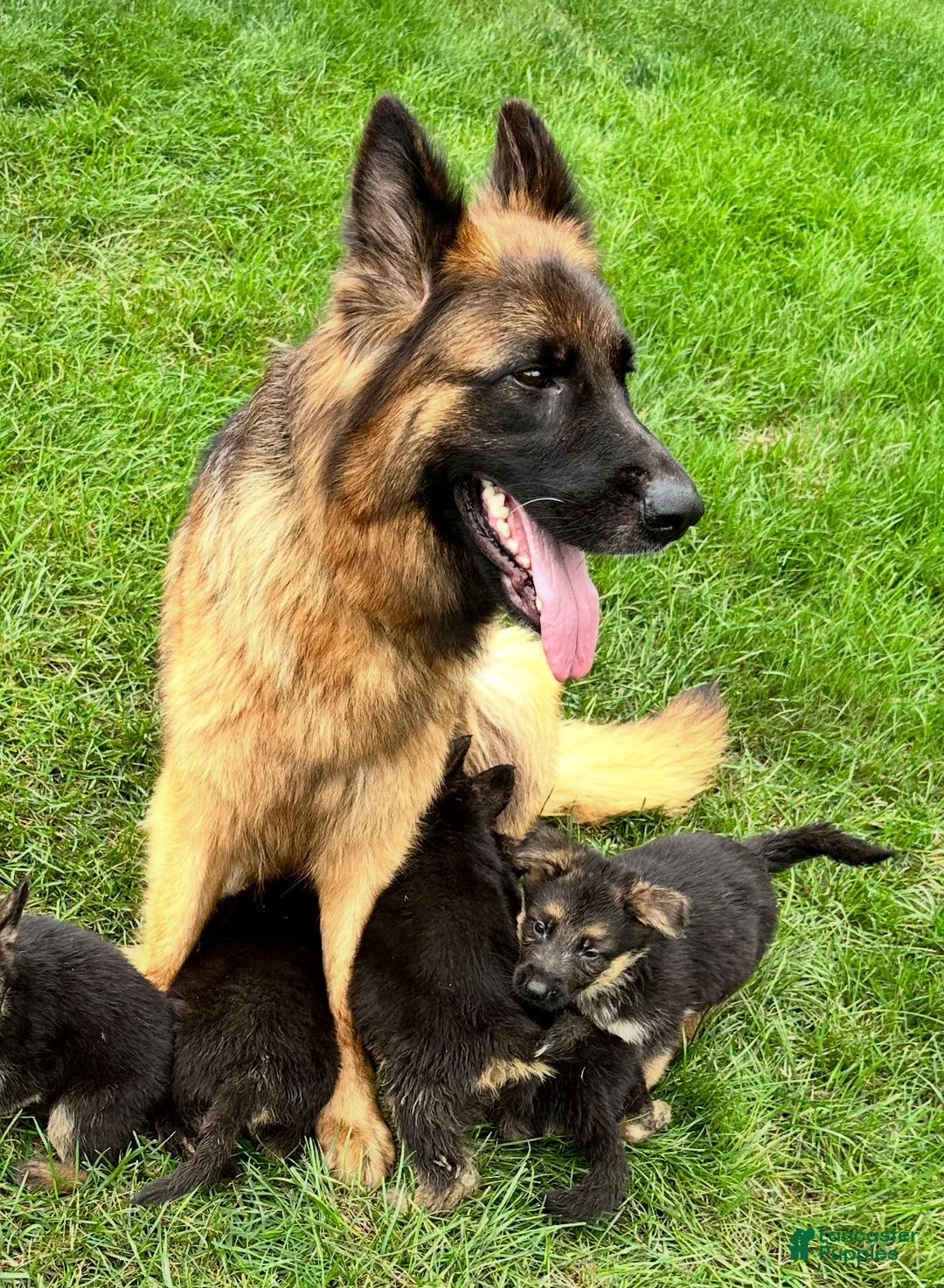 German Shepherd dogs for sale: German Shepherd Puppy 1 - Ad 2