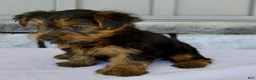 Yorkshire Terrier dogs for sale: Dash - Ad 5
