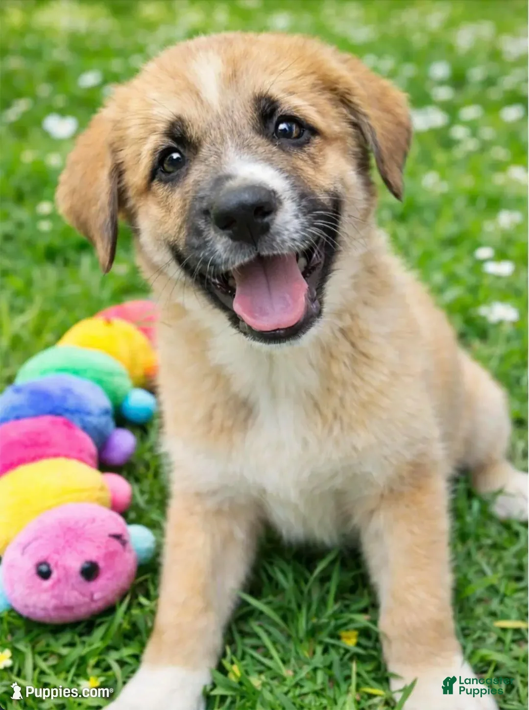 Mixed Breed dogs for sale: Bubbles - Ad 1