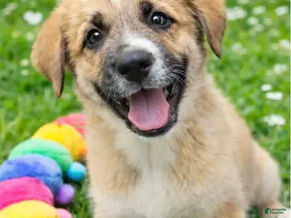 Mixed Breed dogs Bubbles - Ad 1