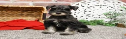 Miniature Schnauzer dogs for sale: Rita - Ad 16