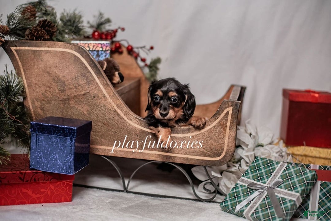 Miniature Dachshund dogs for sale: Pink Collar Black & Tan Dachshund Puppy  - Ad 7