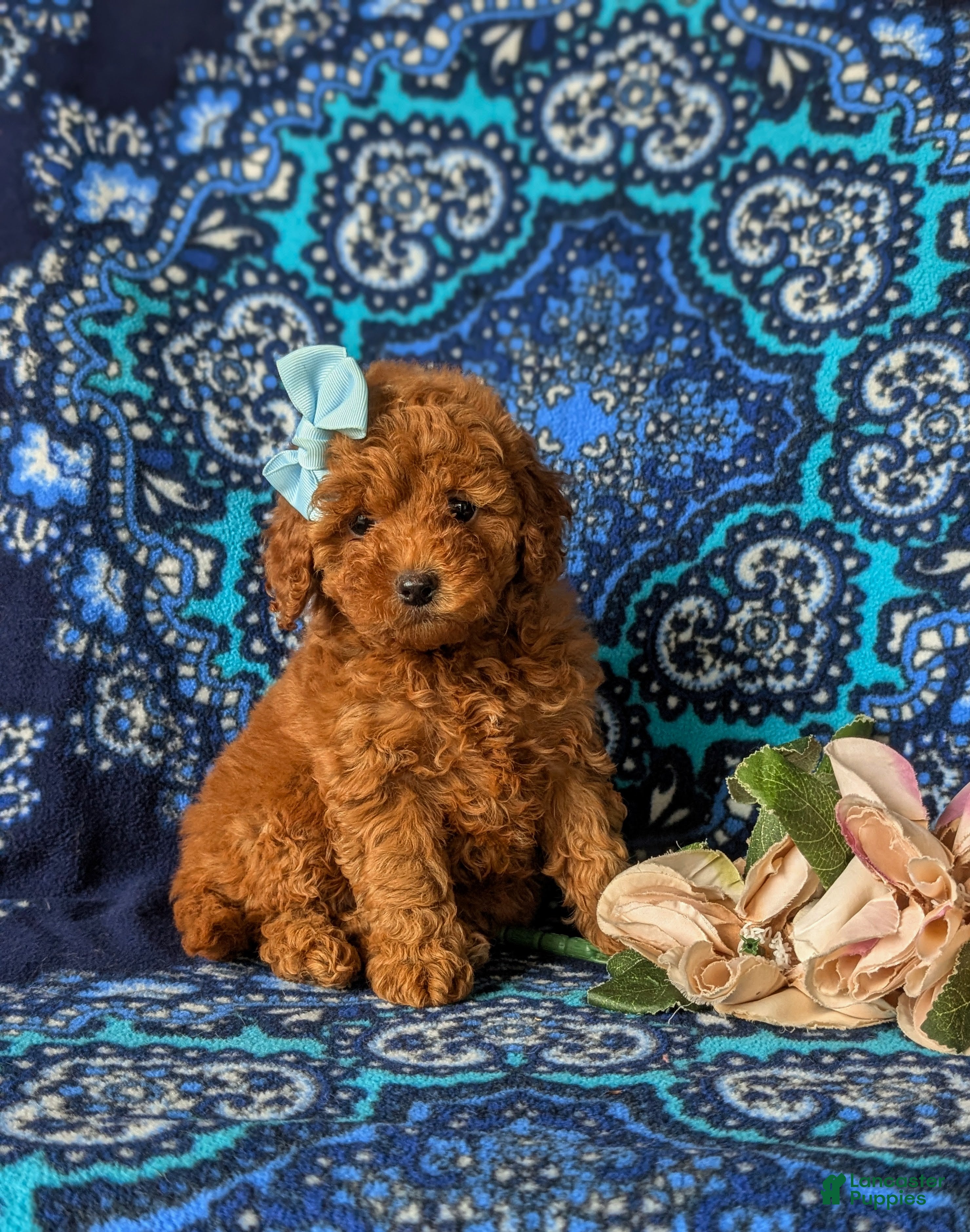 Toy Poodle dogs Jordyn - Ad 1