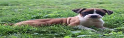 Boxer dogs for sale: Piper - Ad 7