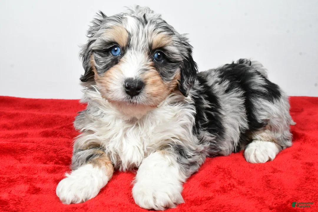 Mixed Breed dogs for sale: Thomas - Ad 12