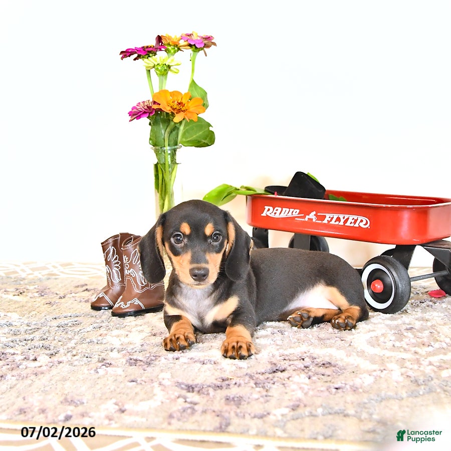 Miniature Dachshund dogs Stevey - Ad 1