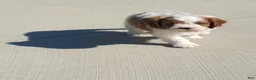 Cavapoo dogs for sale: Hobo - Ad 4