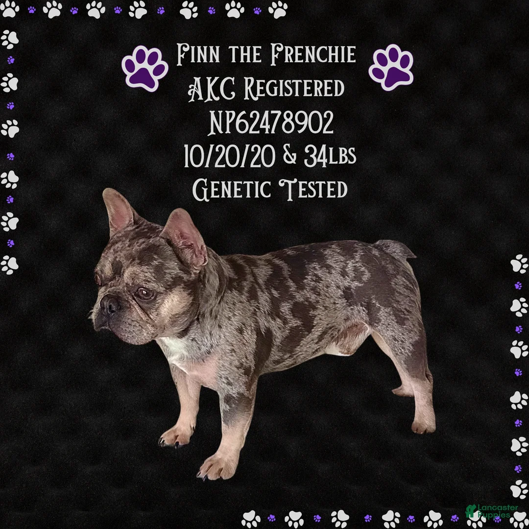French Bulldog dogs for sale: Uvie “Hot Pink” Collar, Female  - Ad 9