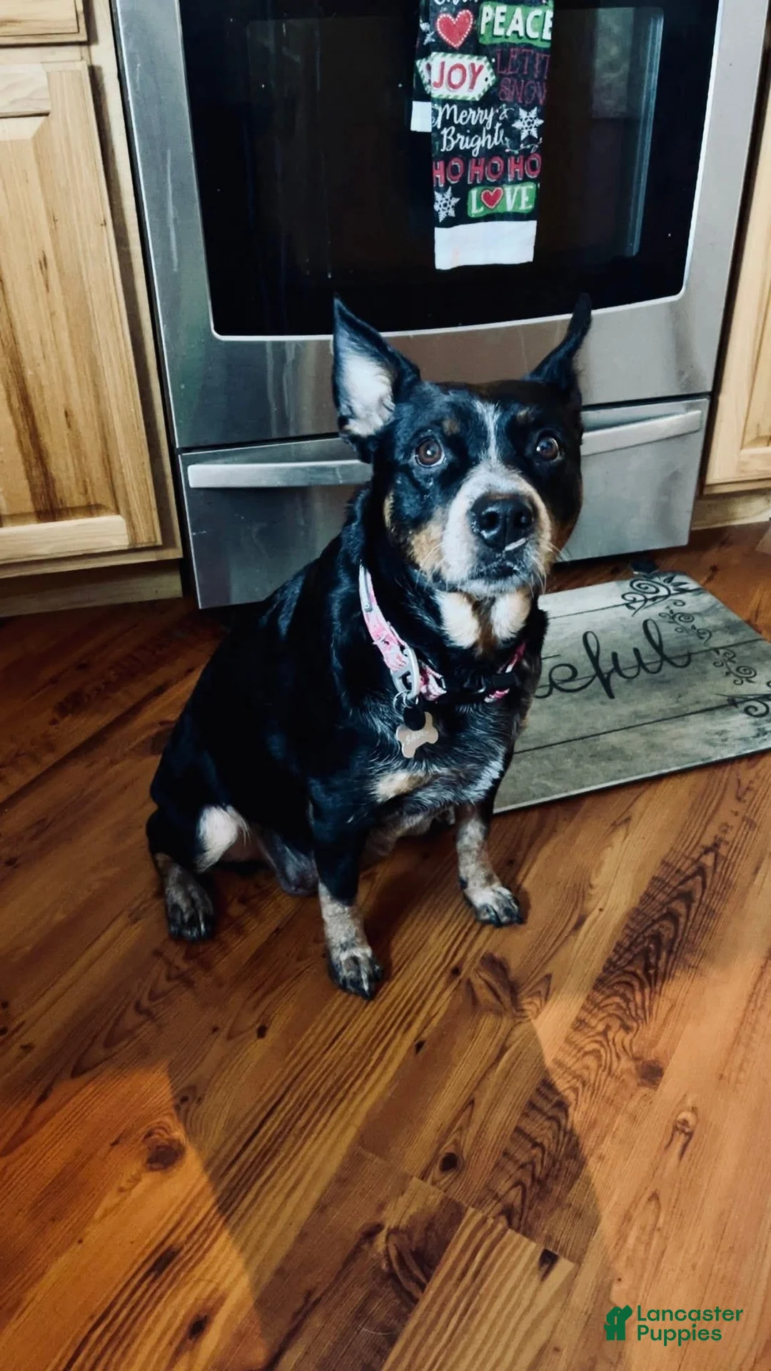 Mixed Breed dogs for sale: Brownie  - Ad 2