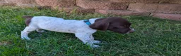 German Shorthaired Pointer dogs for sale: Blue female - Ad 4