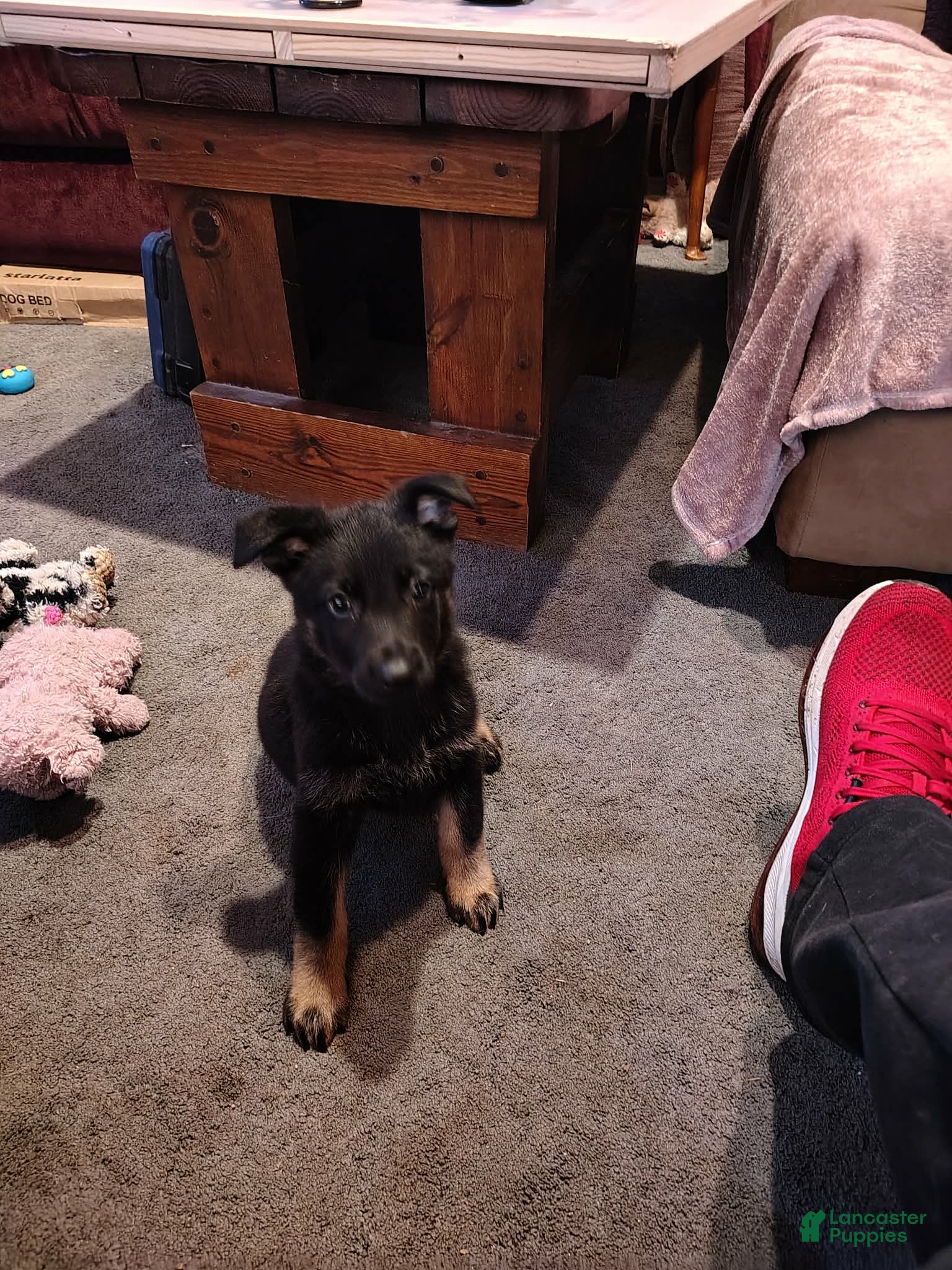 German Shepherd dogs German Shepherd 1 - Ad 2