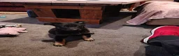 German Shepherd dogs for sale: German Shepherd 1 - Ad 2